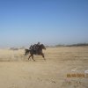 مسابقه سوارکاری بندرلنگه (92/03/03)